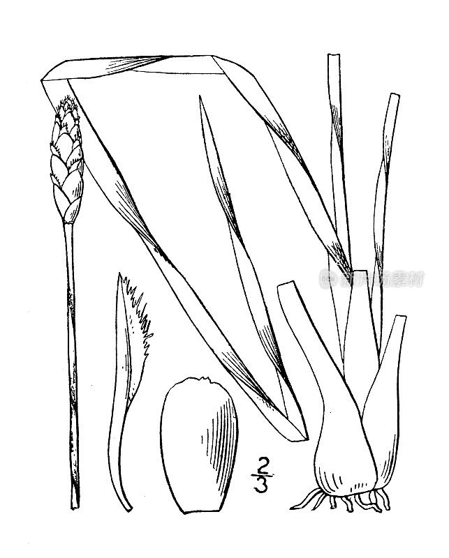 古董植物学植物插图:Xyris torta，扭曲的黄眼草